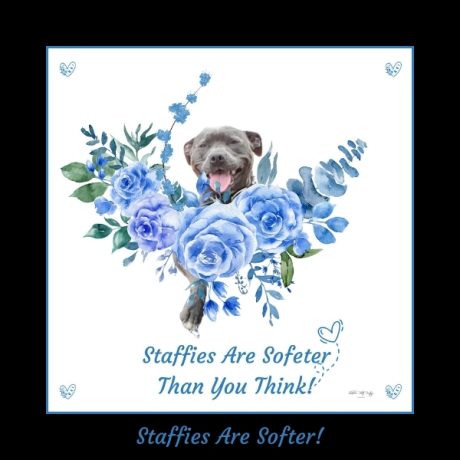 Staffies Are Softer! (2)